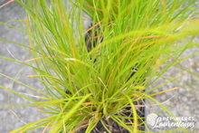 Carex testaceae 'Prairie Fire'