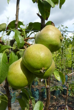 Poire 'Duc de Bordeaux' (épine du mas)