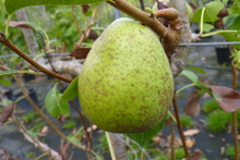 Poire 'Duchesse d'Angoulême'