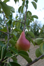 Poire 'Duchesse de Bordeaux'