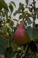 Poire 'Duchesse de Bordeaux'