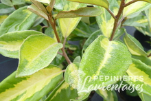 Eleagnus x ebbengei 'Limelight'
