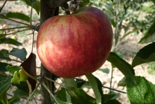 Pomme 'Elstar'