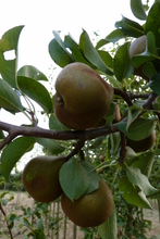 Poire 'Enfant nantais'