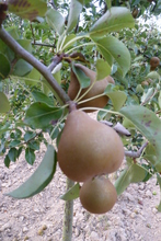 Poire 'Enfant nantais'