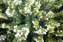 Calluna vulgaris