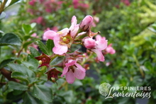 Escallonia Donard Radiance