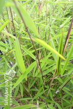 Fargesia angustissima