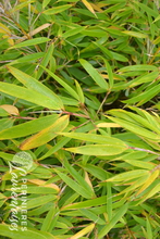 Fargesia 'Asian Wonder'