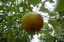 Pomme 'Fenouillet gris'