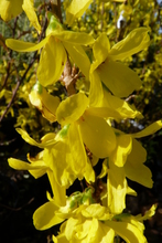 Forsythia 'Week end'