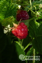 Framboise