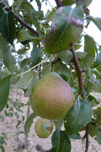 Poire 'Général de Bonchamps'