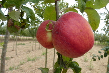 Pomme 'Grand Alexandre'