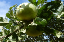 Pomme 'Grand-Mère'