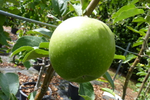 Pomme Granny Smith