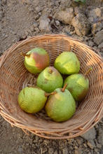 Poire 'Grégoire Bordillon'