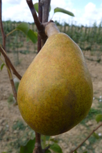 Poire 'Grégoire Bordillon'