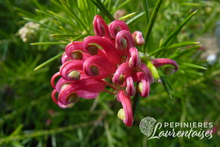 Grevillea Junipera