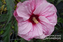 Hibiscus moscheutos Pink Candy