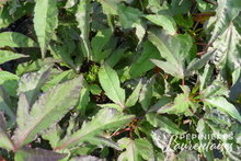 Hibiscus moscheutos Pink Candy.JPG
