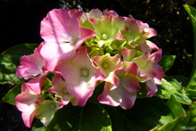 Hydrangea macrophylla 'King Georges II'