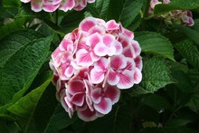 HYDRANGEA 'Harlequin'