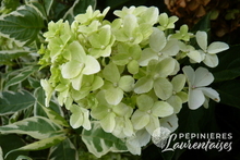Hydrangea Pinkachu