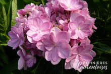 Hydrangea You & Me