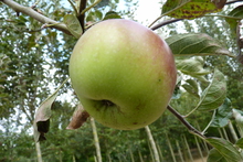 Pomme 'Idared'