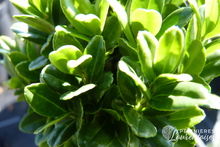Ilex crenata Fastigiata