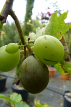 Vitis vinifera 'Italia'