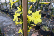 Jasminum nudiflorum
