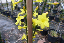 Jasminum nudiflorum