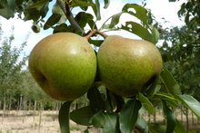 Poire 'Jeanne d'Arc'