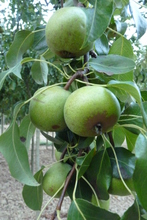 Poire 'Jeanne d'Arc'