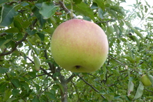 Pomme Jonagold
