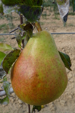 Poire 'Docteur J. Guyot'