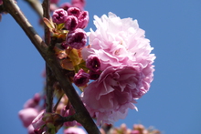 Prunus serrulata 'Kanzan'