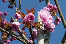 Prunus serrulata 'Kanzan'