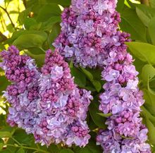 Syringa 'Katherine Havemeyer'