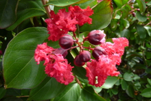 Lagerstroemia 'Dynamite'