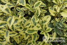 Ligustrum ibota Musli 'Muster'