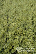 Ligustrum ibota Musli® 'Muster'