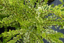 Lonicera nitida 'Lemon Beauty'