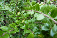 Lonicera nitida 'Ernest Wilson'