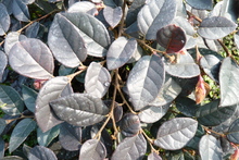 Loropetalum.JPG