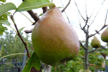 Poire Louise Bonne