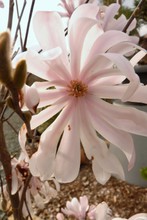 Magnolia 'Kobus'