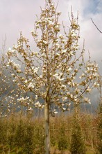Magnolia 'Kobus'
